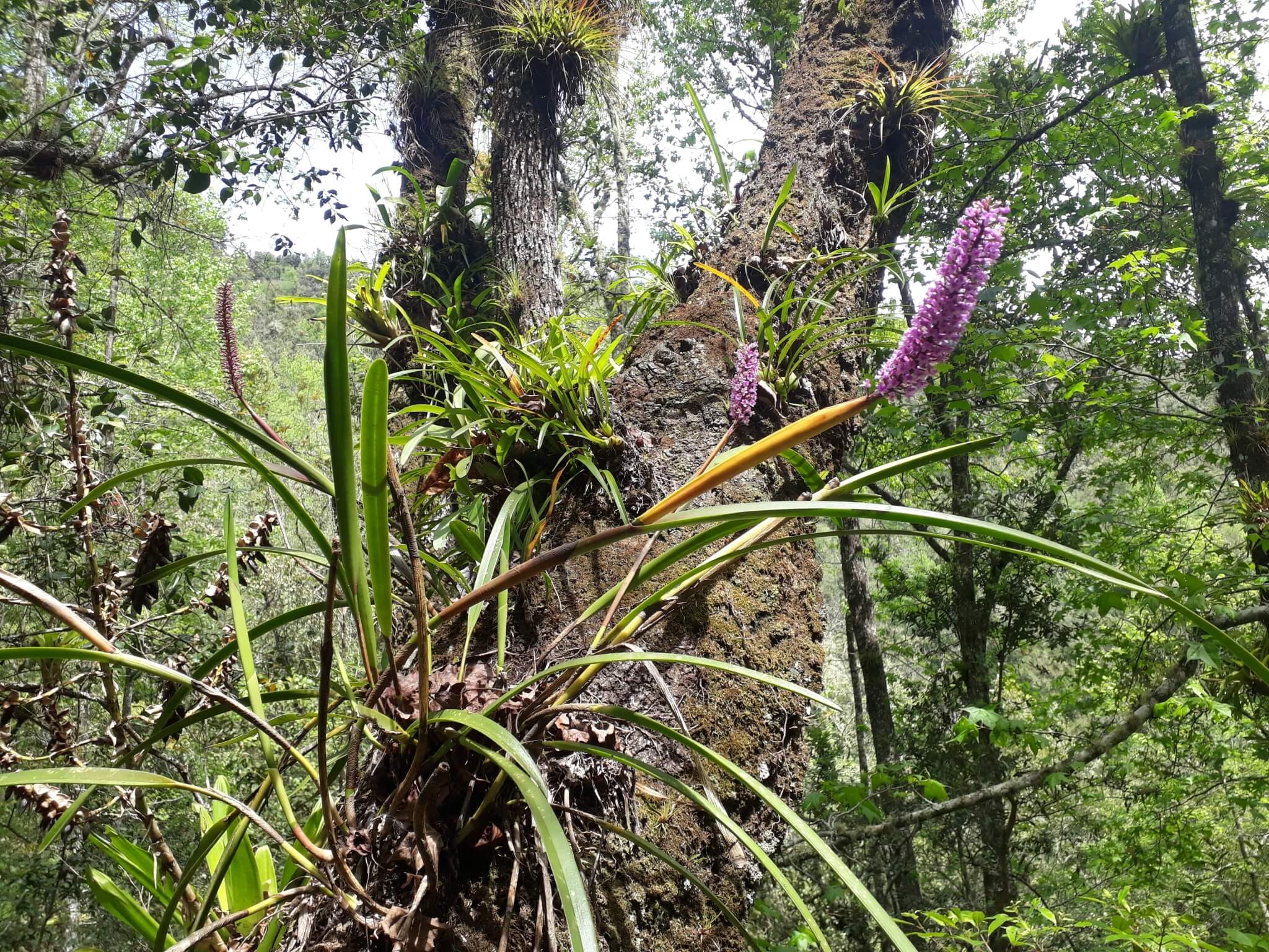 Arpophyllum giganteum